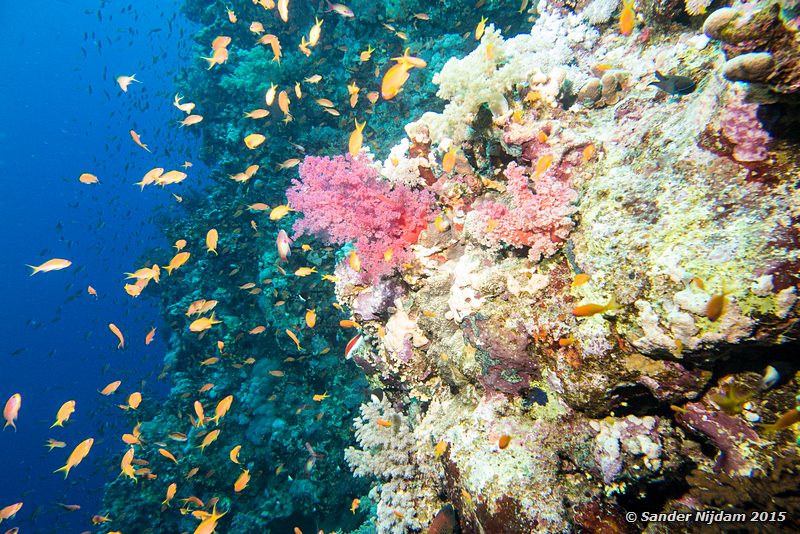 Jewel fairy basslet (Pseudanthias squamipinnis), Elphinstone reef Rode vlaggenbaarzen