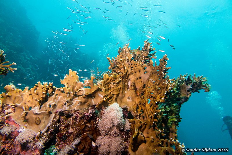 Fire coral (Millepora dichotoma), Marsa Shagra Vuurkoraal