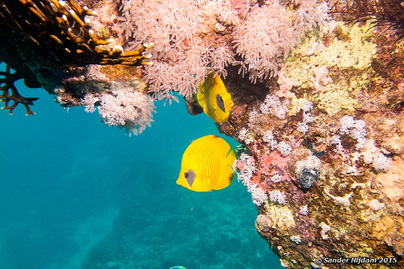 Masked butterflyfish (Chaetodon semilarvatus), Marsa Shagra Gele koraalvlinders