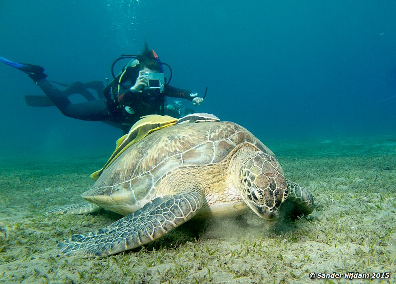 Roxana with Green sea turtle (Chelonia mydas), Marsa Abu Dabab Roxana met soepschildpad