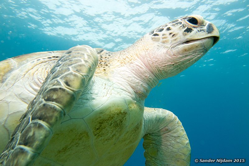 Green sea turtle (Chelonia mydas), Marsa Abu Dabab Soepschildpad