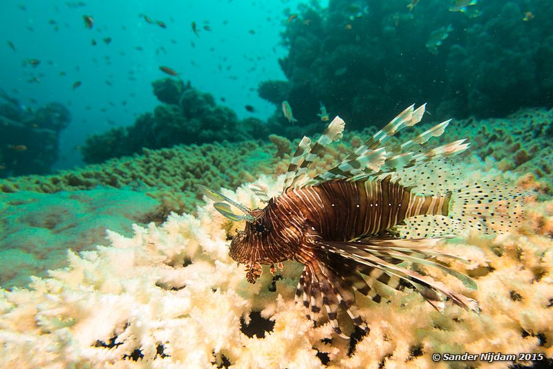 Common lionfish (Pterois volitans), Marsa Abu Dabab Gewone koraalduivel