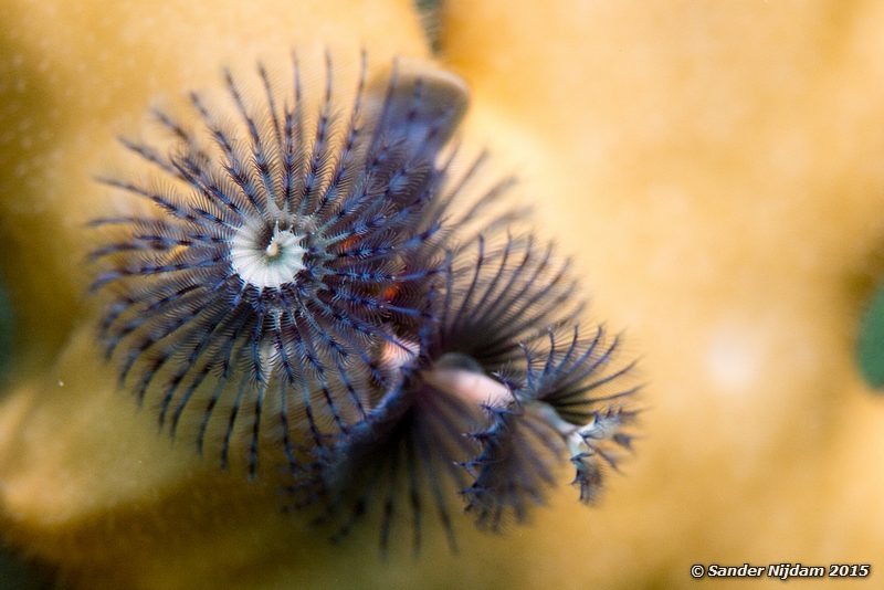 Christmas-tree worm (Spirobranchus corniculatus), Marsa Shagra Kerstboomworm