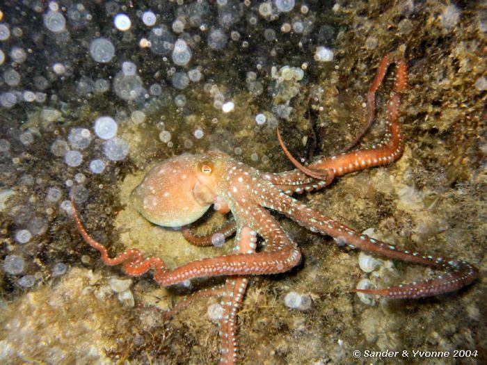 Langarmige kraak (octopus), Mgarr Ix-Xini, Gozo, 9-6-2004