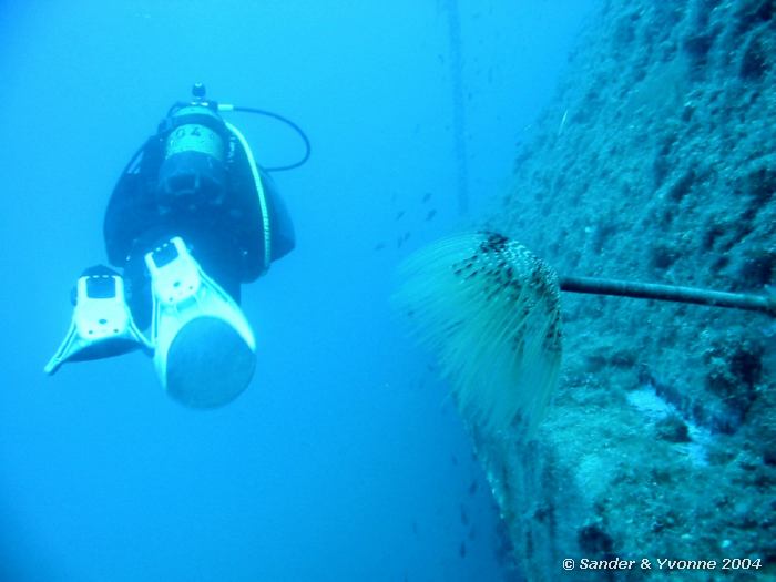 Spiraalviltkokerworm, Tim en wrak, Xlendi Wreck, Gozo, 11-6-2004