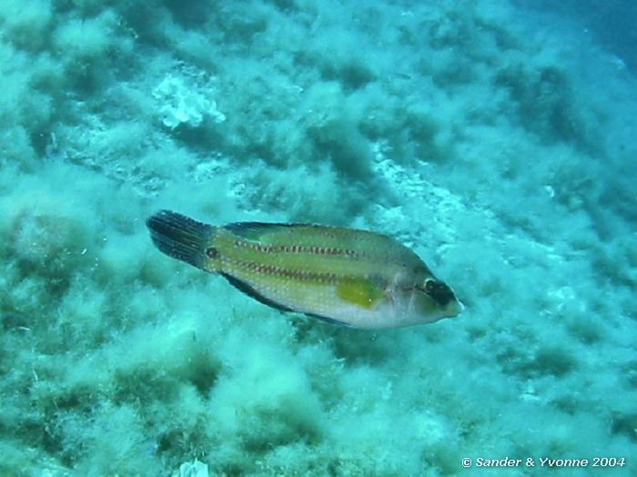 Pauwlipvis, Xlendi Wreck, Gozo, 11-6-2004