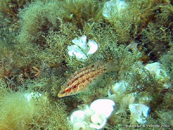 Schubwang lipvis, Xlendi Wreck, Gozo, 11-6-2004