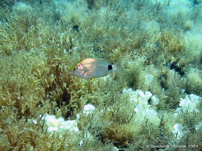 Zadelzeebrasem (met dank aan Jos Henckens), Xlendi Wreck, Gozo, 11-6-2004