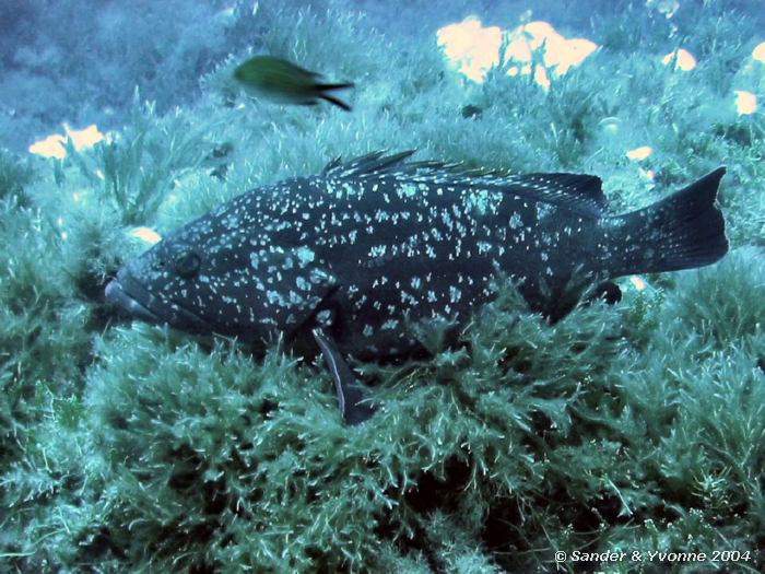 Grote Tandbaars (>70cm), Blue Hole, Gozo, 11-6-2004