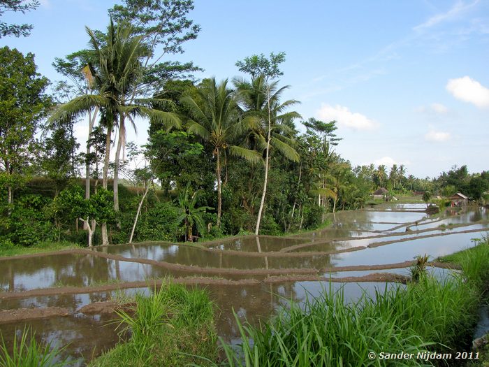  Bali