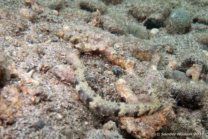 Messmate pipefish (Corythoichthys intestinalis) Snorkelen bij Kencana huisrif, Sumbawa Besar