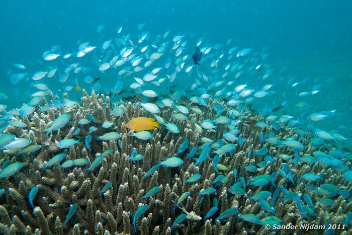 Mostly Blue-Green Chromis (Chromis viridis) Snorkelen bij Kencana huisrif, Sumbawa Besar