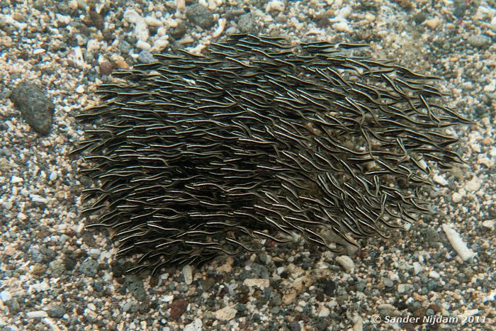 Striped Catfish (Plotosus lineatus) Snorkelen bij Kencana huisrif, Sumbawa Besar