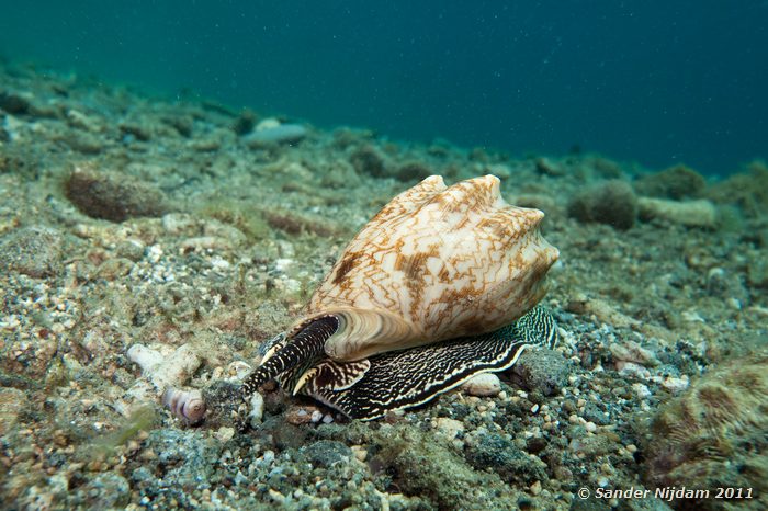 Bat volute (Cymbiola vespertilio) Kencana huisrif, Sumbawa Besar