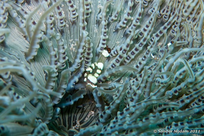 Peacock-tail Anemone Shrimp (Periclimenes brevicarpalis) in Lethery Sea Anemon (Heteractis cf. crispa) Kencana huisrif, Sumbawa Besar