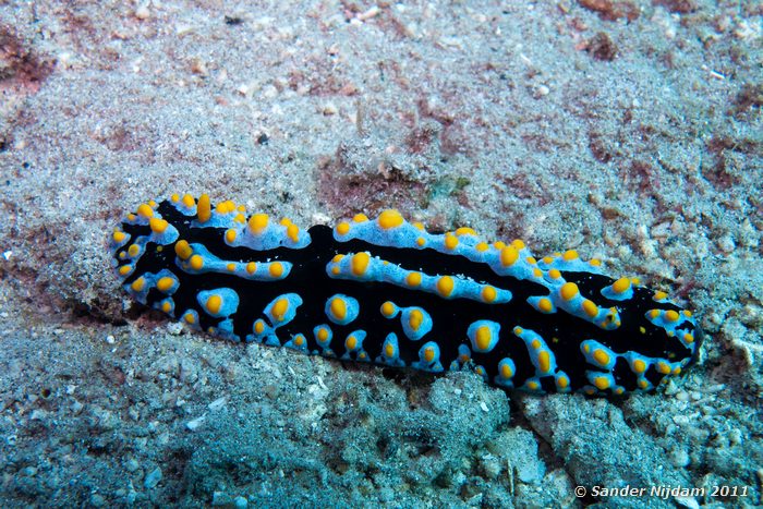 Phyllidia coelestis Kencana huisrif, Sumbawa Besar