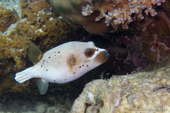 Blackspotted Puffer (Arothron Nigropunctatus) Kencana huisrif, Sumbawa Besar