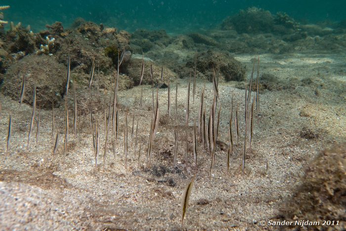 Razorfish (Aeoliscus strigatus) Kencana huisrif, Sumbawa Besar