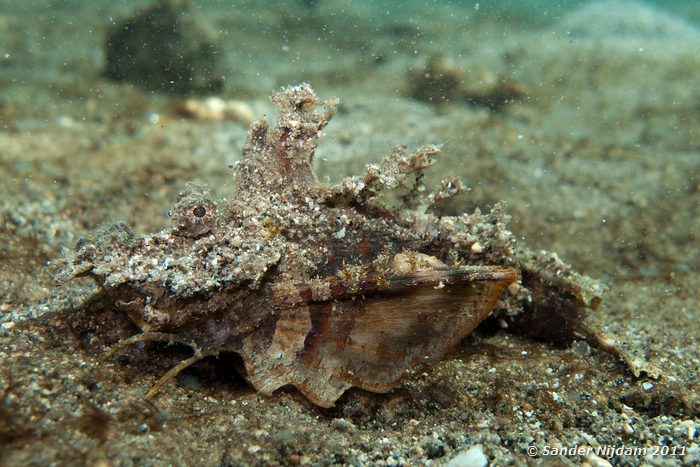 Spiny Devilfish (Inimicus didactylus) Kencana huisrif, Sumbawa Besar