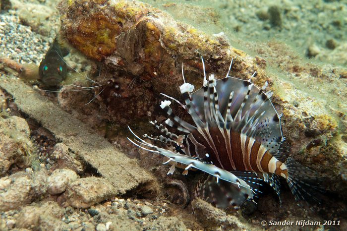 Zebra Lionfish (Dendrochirus zebra) Kencana huisrif, Sumbawa Besar