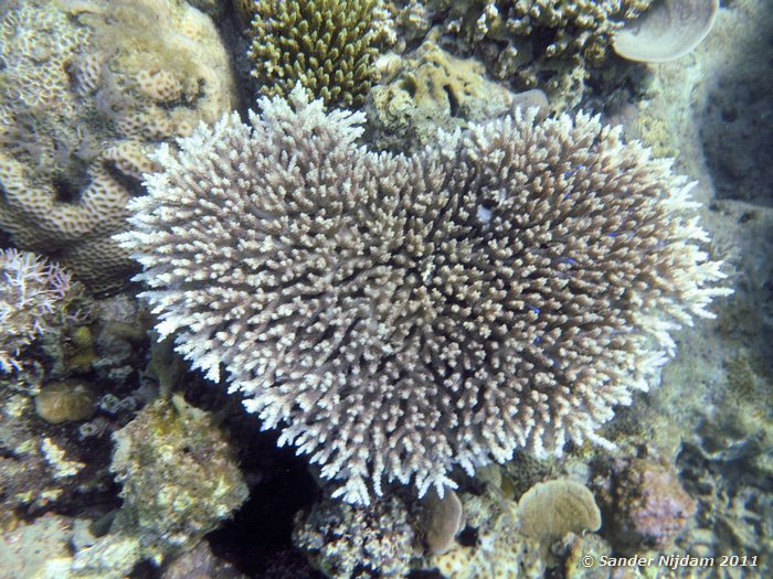  Snorkelen bij Kencana huisrif, Sumbawa Besar