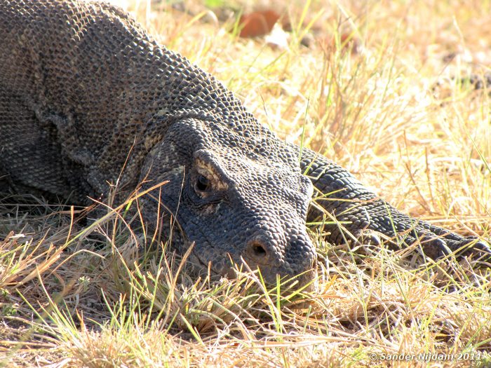 Komodo Dragon (Varanus komodoensis) Komodo, Komodo National Park