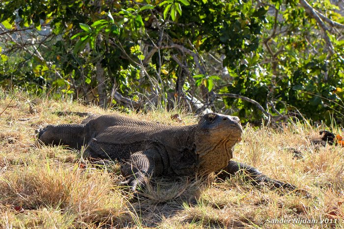 Komodo Dragon (Varanus komodoensis) Komodo, Komodo National Park