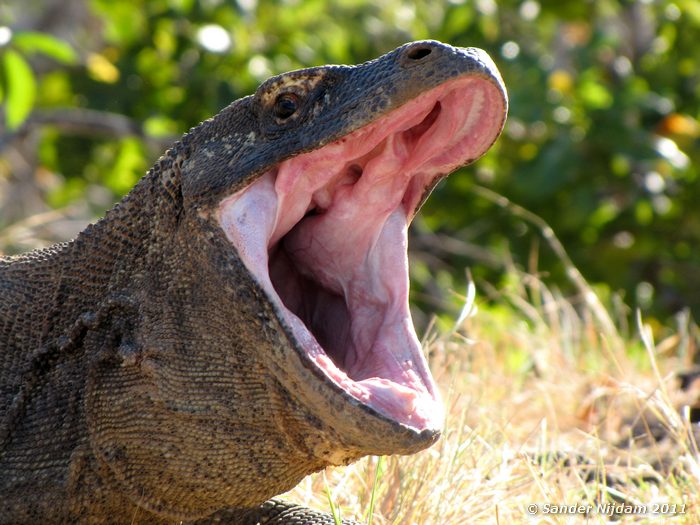 Komodo Dragon (Varanus komodoensis) Komodo, Komodo National Park