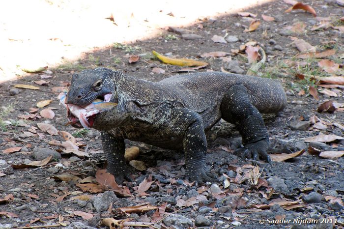 Komodo Dragon (Varanus komodoensis) Komodo, Komodo National Park