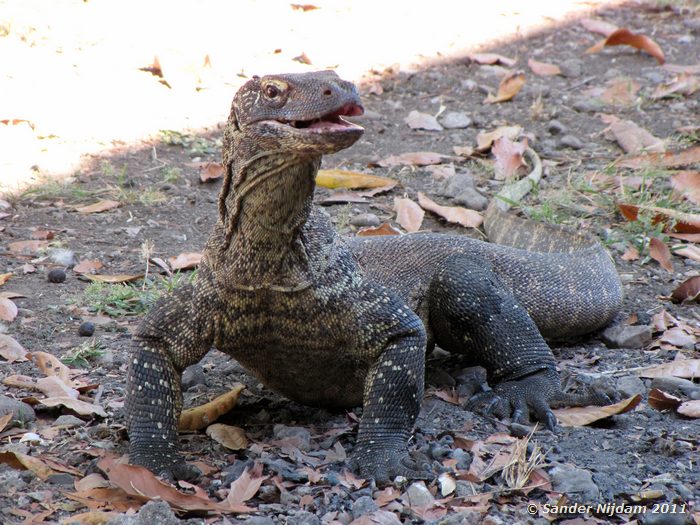 Komodo Dragon (Varanus komodoensis) Komodo, Komodo National Park