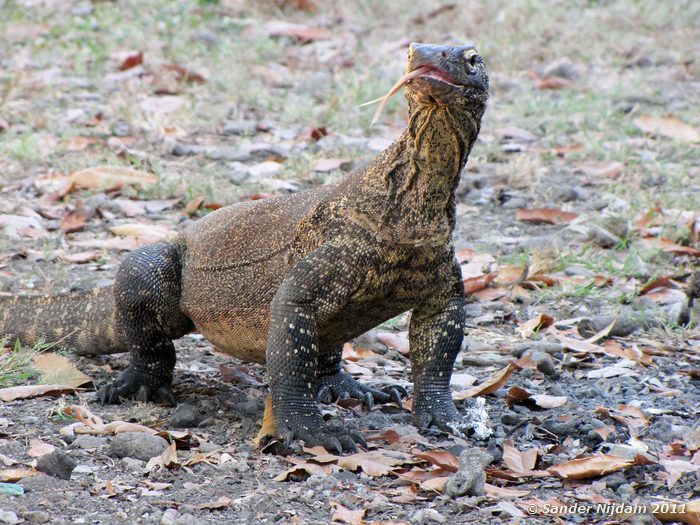 Komodo Dragon (Varanus komodoensis) Komodo, Komodo National Park