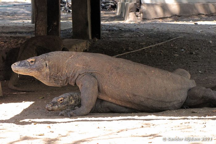 Komodo Dragon (Varanus komodoensis) Rinca, Komodo National Park