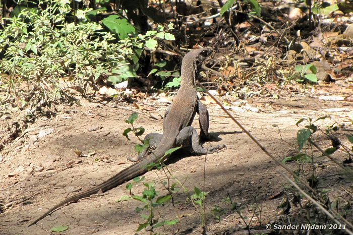 Komodo Dragon (Varanus komodoensis) Rinca, Komodo National Park