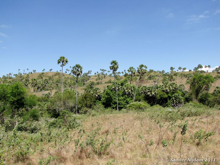  Rinca, Komodo National Park