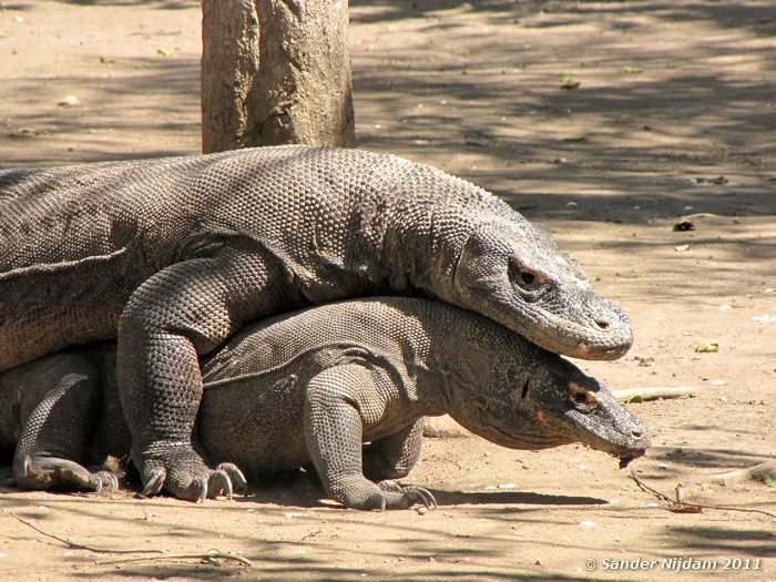 Komodo Dragon (Varanus komodoensis) Rinca, Komodo National Park