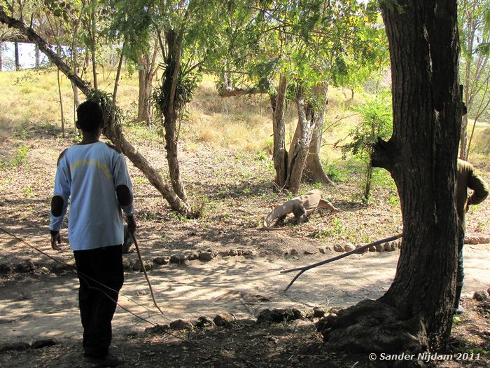 Komodo Dragon (Varanus komodoensis) Rinca, Komodo National Park