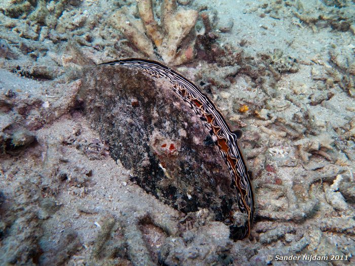 Oyster Snorkelplek bij Kelor eiland