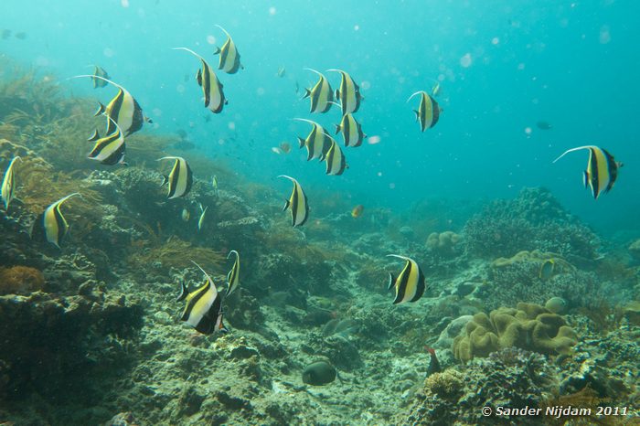 Moorish Idol (Zanclus cornutus) The Wall, Padangbai, Bali