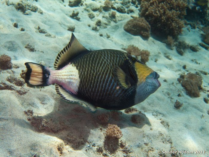 Titan Triggerfish (Balistoides viridescens) The Wall, Padangbai, Bali