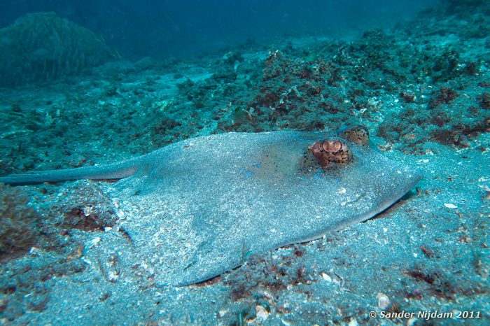 Blue-spotted Stingray (Dasyatis kuhlii) Japun, Padangbai, Bali