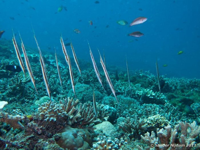 Razorfish (Aeoliscus strigatus) Japun, Padangbai, Bali