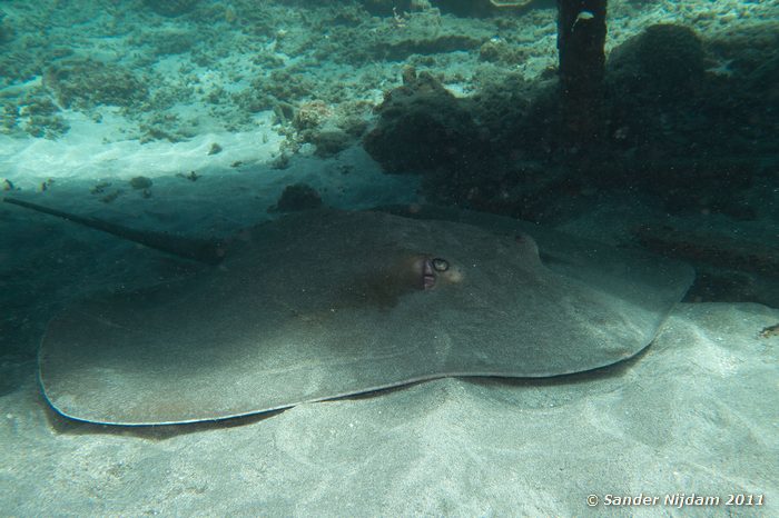 Tahitioan Stingray (Himantura fai) Japun, Padangbai, Bali