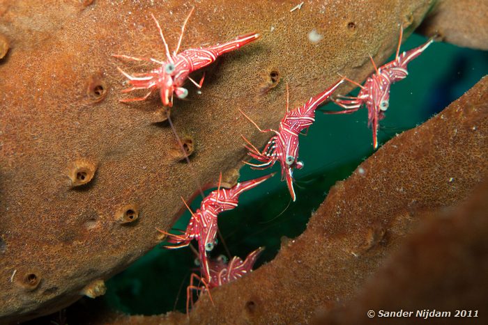 Hingebeak shrimps (Rhynchocinetes durbanensis) Tulamben drop-off, Bali