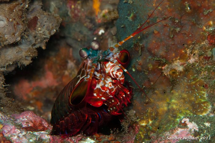 Coloured Mantis Shrimp (Odontodactylus scyllarus) Tulamben drop-off, Bali