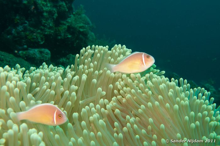 Pink Anemonefish (Amphiprion perideraion) Tulamben drop-off, Bali