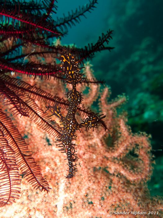 Ornate Ghost Pipefish (Solenostomus paradoxus) Tulamben drop-off, Bali