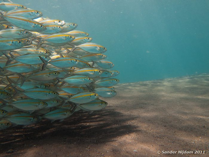 Oxeye Scads (Selar boops) Tulamben drop-off, Bali