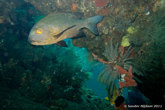 Midnight Snapper (Macolor macularis) Tulamben Wreck, Bali