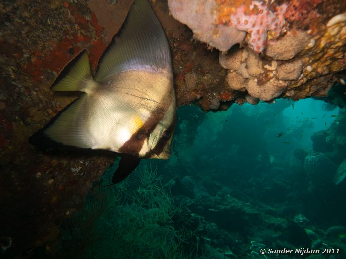 Circular Spadefish (Platax orbicularis) Tulamben Wreck, Bali