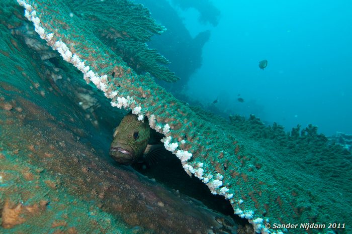 Camouflage Grouper (Epinephelus polyphekadion) Tulamben Wreck, Bali